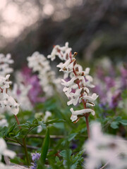 Hohle Lerchensporn, Corydalis cava, Hohlknolliger Lerchensporn