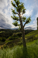 plane tree in vineyard in Heimschuh, Kitzeck in southern Styria, Austria