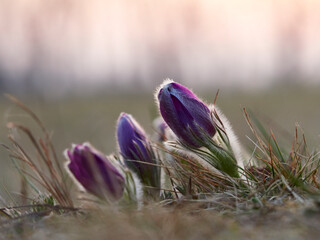 Küchenschelle, Kuhschelle, Pulsatilla vulgaris