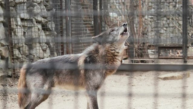 Howling gray wolf in captivity in a zoo