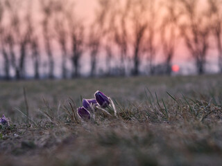 Küchenschelle, Kuhschelle, Pulsatilla vulgaris