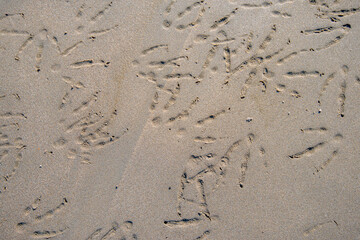 Closeup of footprints of mallard ducks in wet sand. The photo was taken on the sandy beach of a...