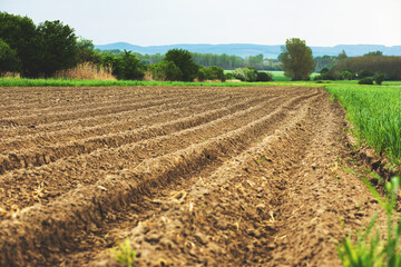 Plowed and green agricultural field.Spring season.