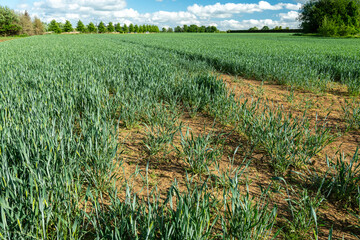 Champ de blé au stage épiaison  touché par la sécheresse. Retard de croissance.