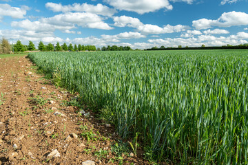 Champ de ma&iuml;s stade 3 feuilles et champ bl&eacute; au stage &eacute;piaison touch&eacute;s par la s&eacute;cheresse. Retard de croissance