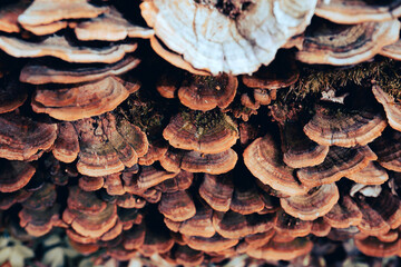 Bracket fungi close up growing on dead wood in the forest