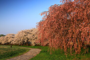 岩手県北上市　満開の北上展勝地の桜並木