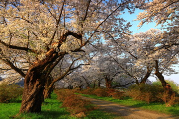 Naklejka premium 岩手県北上市 満開の北上展勝地の桜並木