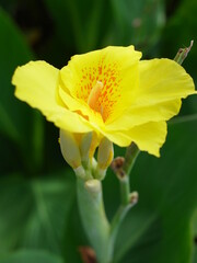 黄色いカンナの花