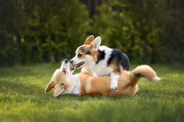 two corgi puppies playing on grass in summer - obrazy, fototapety, plakaty