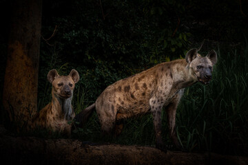 Two the spotted hyena (Crocuta crocuta), also known as the laughing hyena, looks at something with...