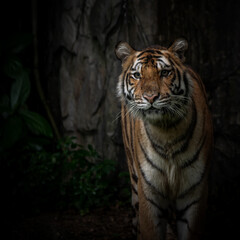Tiger walking foraging in the forest, the nature of mammals.
