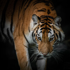 Fototapeta na wymiar Tiger face on black background