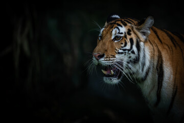 Tiger face on black background