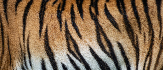 Leopard fur background (real fur)