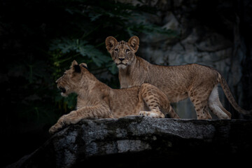 Two lion cubs were looking at something at dusk.