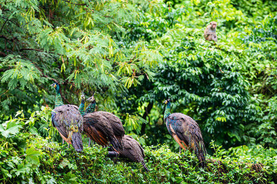 A group of peacocks and monkeys on a tree in the forest after the rain
