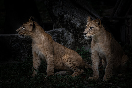 Two lion cubs were looking at something at dusk.