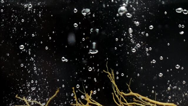Ginseng root pouring into water slow motion