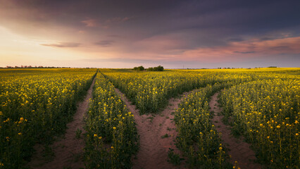 A beautiful rape field with a crossroads at sunset
