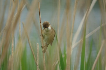 Eurasian reed warbler (Acrocephalus scirpaceus)