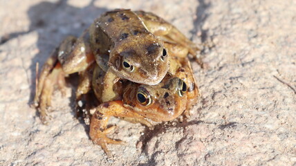 frogs mating in spring 