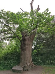 Alte knorrige Eiche in Lübeck