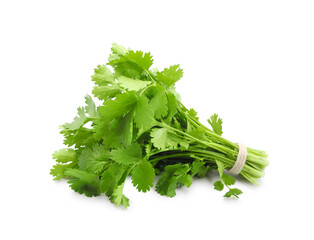 Fresh cilantro or coriander bunch isolated on white background   