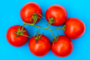 Red tomatoes on a twig on a blue background