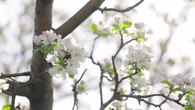 White flower blossom of apple garden in spring mountain