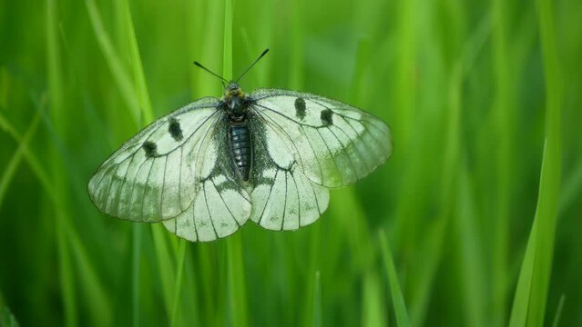 Clouded apollo Parnassius mnemosyne butterfly resting on stem plant grass flower, swallowtail butterflies, insect detail close-up wings white meadows woodland, endangered species, species swallowtail