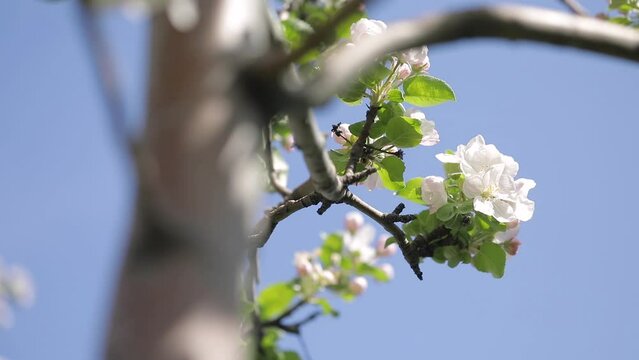 White flower blossom of apple garden in spring mountain
