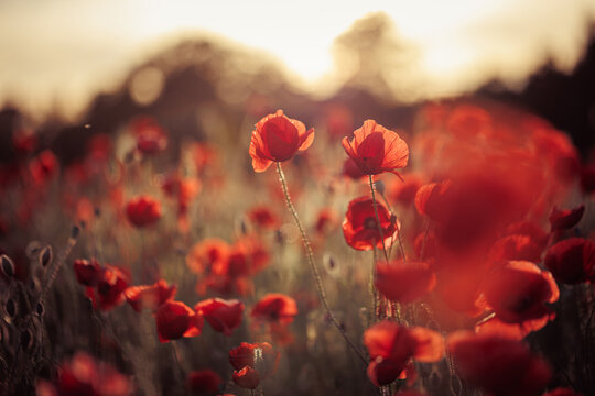 Mohn auf der Wiese im Abendlicht