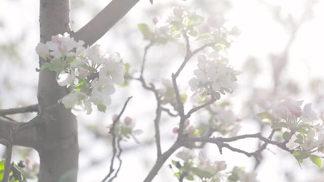 White flower blossom of apple garden in spring mountain