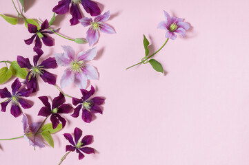 Lovely clematis flowers on a pink background.Copy space.