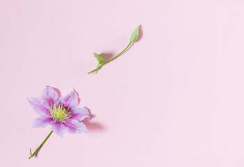 Delicate flower and bud of clematis on a pink background.