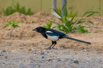 Magpie looking for a food on the ground, blurred background