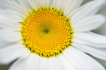 White chamomile close-up. Soft selective focus.