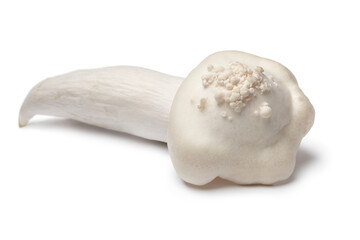 Single fresh deformed beech mushrooms isolated on white background close up