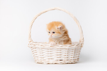 Fototapeta na wymiar cute fluffy kitten in a basket isolated on a white background
