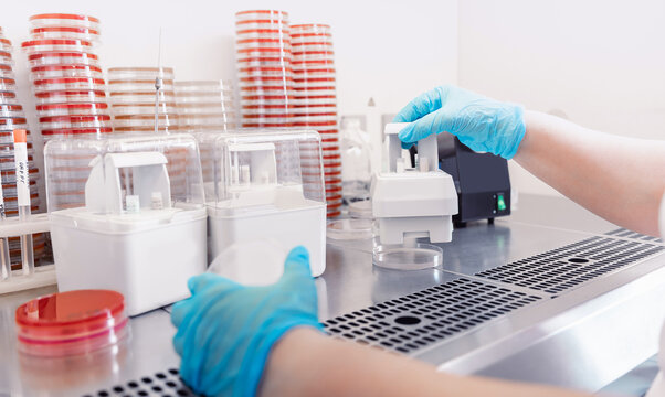 Sampling with bacteriological loop of material colonies microorganisms grown on dense nutrient medium for research