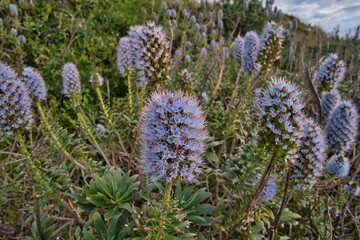 Boraginaceae, Echium flowers - the most spectacular plant of Madeira, Portugal