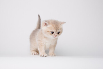 Small cute kitten Golden chinchilla British isolated on white background