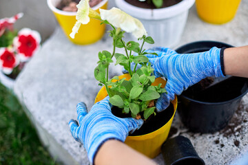 Woman planting petunia surfinia flowers pot, gardening concept at home