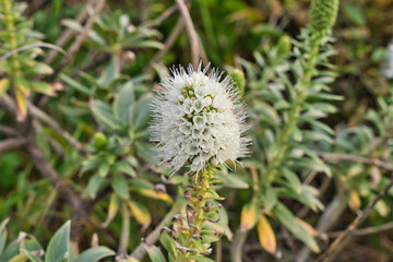Boraginaceae, Echium flowers - the most spectacular plant of Madeira, Portugal