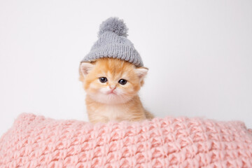 cute, funny little kitten in a knitted hat in a knitted plaid on a white background