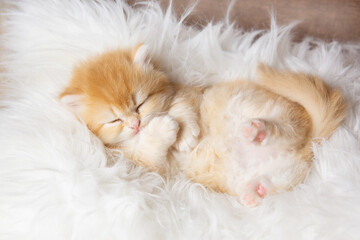 Cute red  baby kitten sleeps on a furry white ,lying on his back on a fur blanket