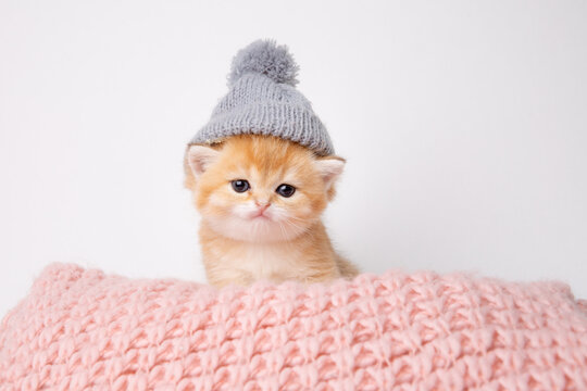 cute, funny little kitten in a knitted hat in a knitted plaid on a white background