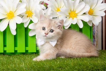 cute kitten on a green background, grass and flowers