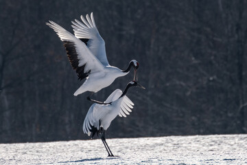 鶴居村のタンチョウ・交尾